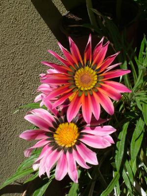 Gazania rigens (gazania)